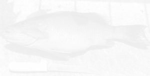 Boat Charter Destin Florida
